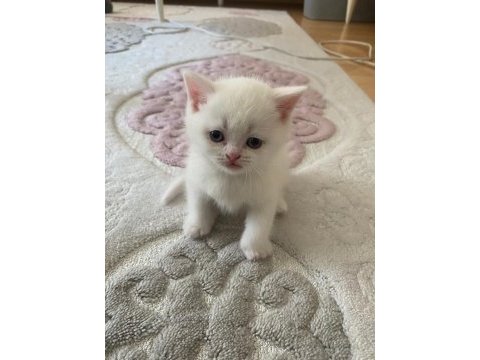 Pamuk şekerler yeni yuvalarını bekliyor kediler
