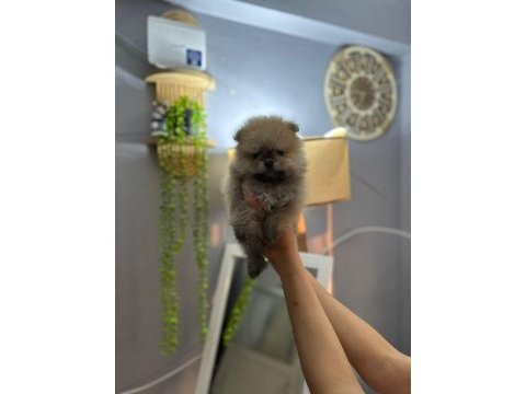 Pomeranian boo teddy bear yavrucuklar