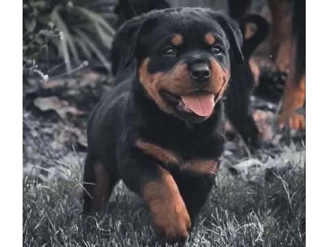 A şecereli anne babanın kaliteli rottweiler bebekleri