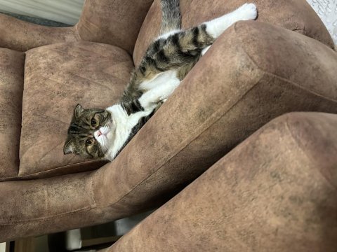 Scottish fold