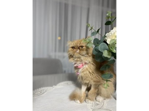 Dişi persian