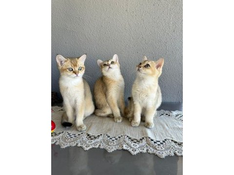 Secereli british shorthair ny11