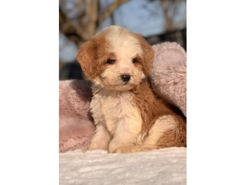 Mini labradoodle yavrular