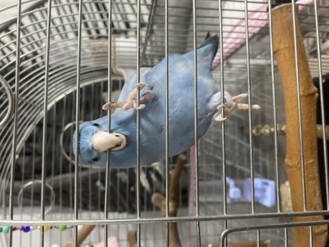 Ele alışık konuşan forpus cafer böylesi yok