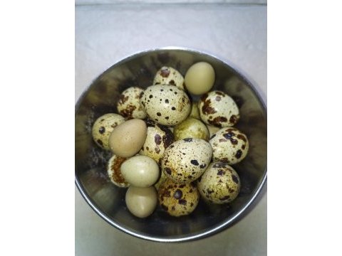 Bıldırcın yumurtası