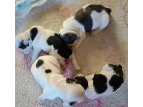 Kaliteli french bulldog yavrular