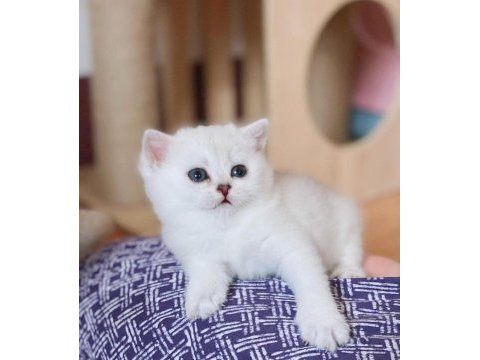 British shorthair yavruları