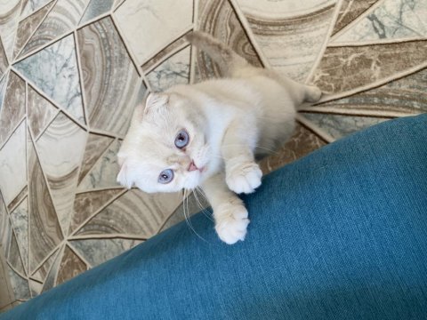 Scottish fold kedimiz hürrem sıcak kalıcı bir yuva arıyoruz