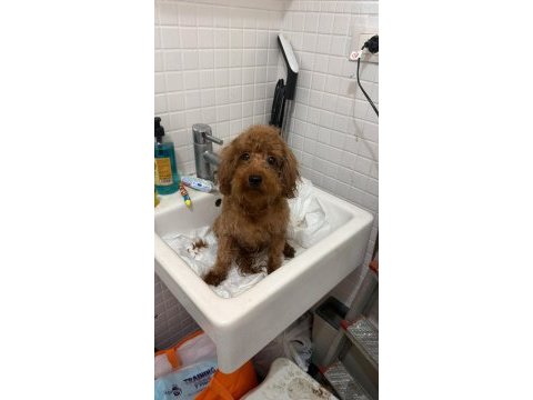 2 yaş dişi toy poodle