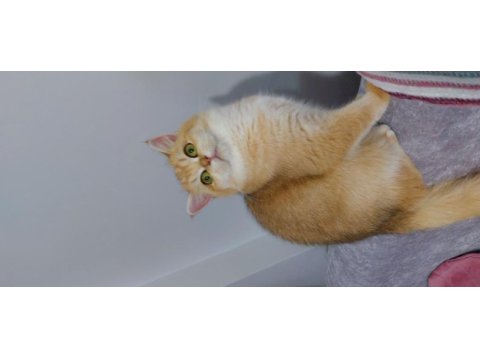 Kaliteli golden ny 12 dişi british shorthair