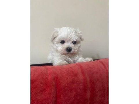 Tea cup kore maltese terrier yavrularımız