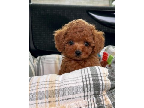 Toy ve kore poodle yavrularımız
