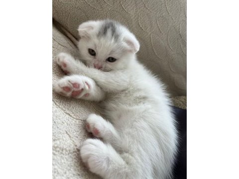 Minik scottish fold bebeğimiz