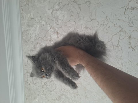 Minik kedicikler orjinal