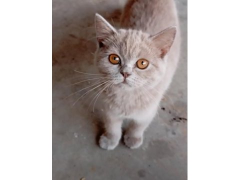 Eğitimli british shorthair