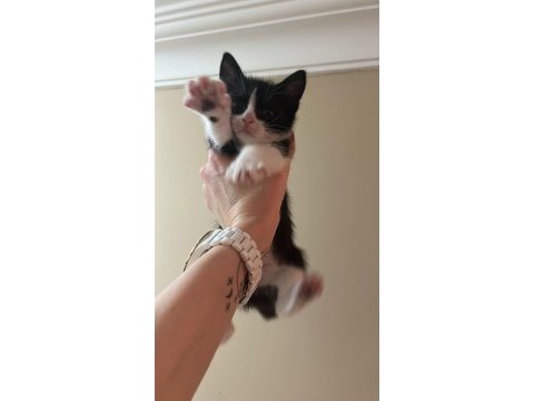 2 aylık bebek tekirimizi sahiplendirmek istiyoruz