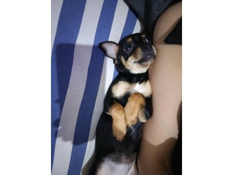 Yavru dişi chihuahua 6 aylık
