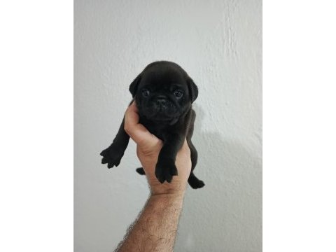 Pug mobs bebekler