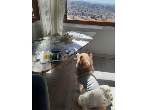 6 aylık pomeranian