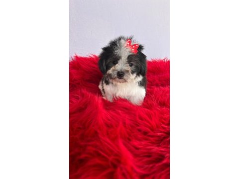Morkie bebeklerimiz çok özel