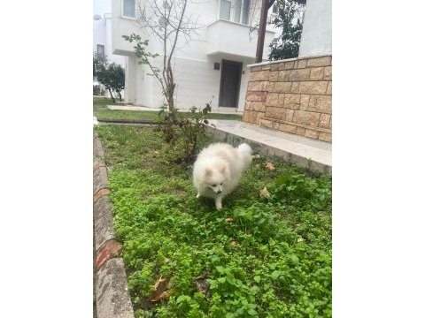 10 aylık pomeranian boo erkek balıkesir altınoluk