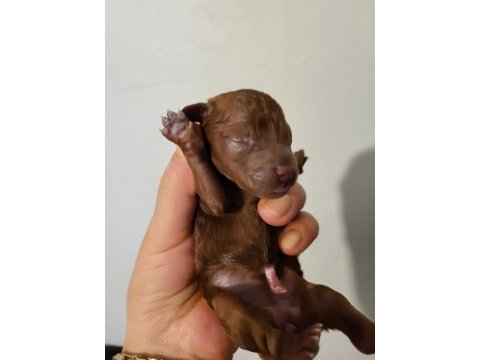 Koyu renk toy poodle bebekler rezerve ilanıdır