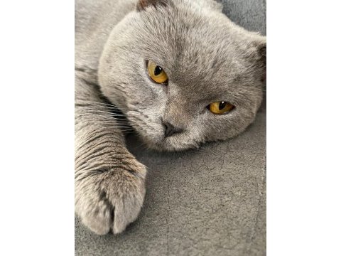 1 yaşında dişi british shorthair