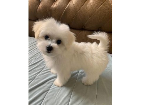 Maltese terrier a kalite teacup oyuncu yavrular