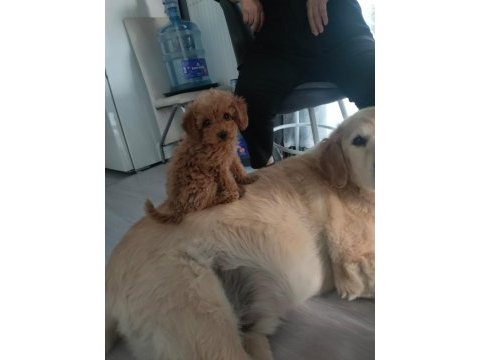 4 aylık dişi toy poodle satılık