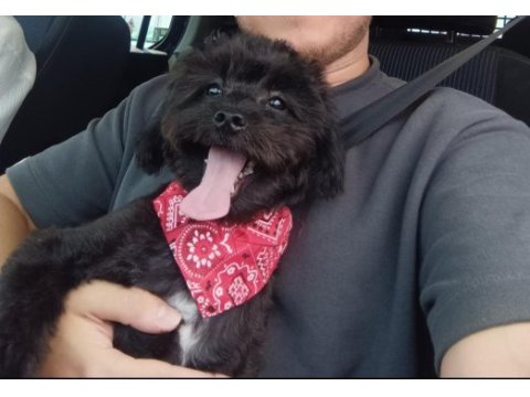 Siyah poddle (terrier)