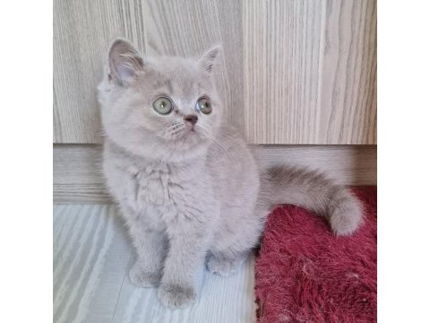 British shorthair yavrular