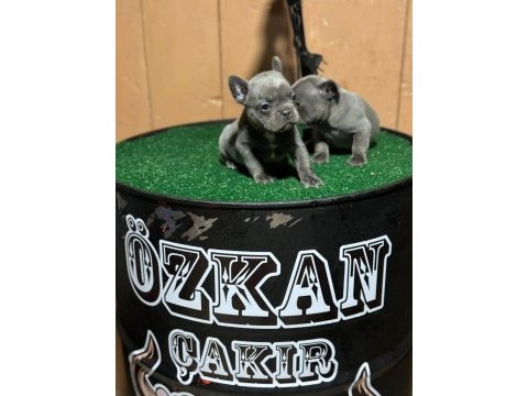 Blue french bulldog yavrularımız yeni ailelerini arıyor