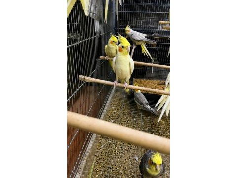 Bilezikli orjinal sultan papağanları