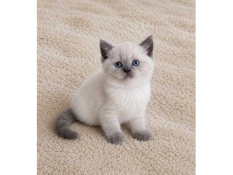 Show kalite british shorthair longhair yavrular