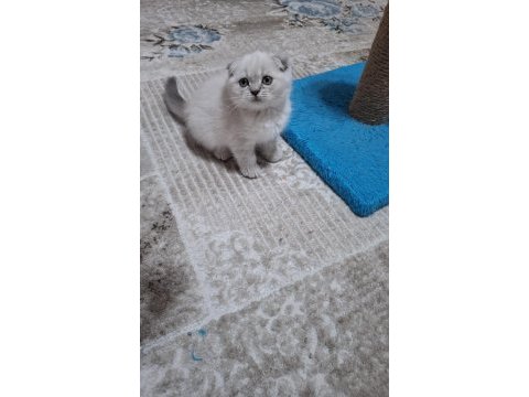 Scottish fold kedisi detaylı bilgi için mesaj atın