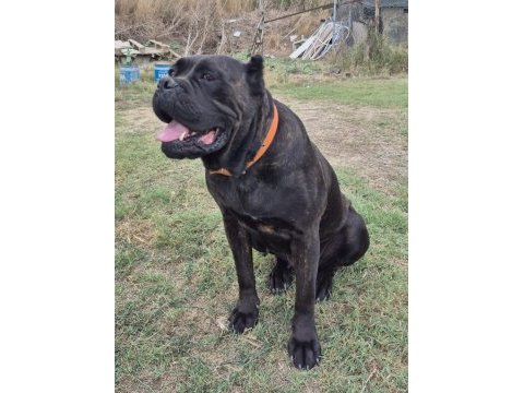 Genç erkek ve dişi cane corso köpekler