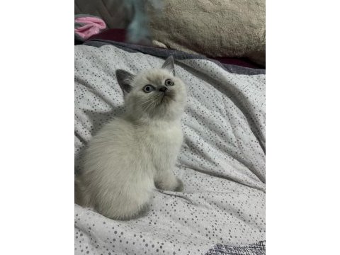 2 aylık blue point scottish fold