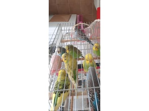 10 adet muhabbet kuşu