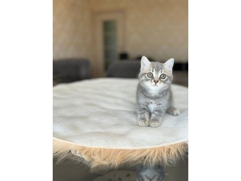 British longhair dişi