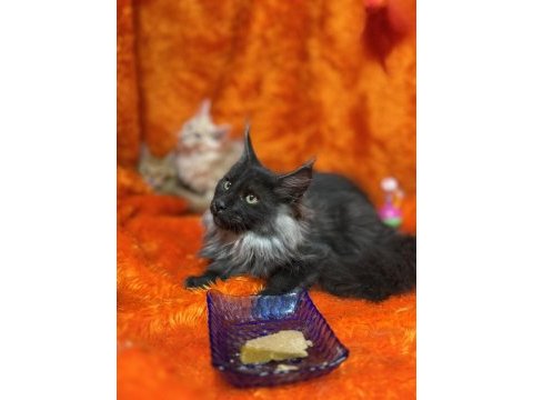 Gri yele maine coon isteyenler