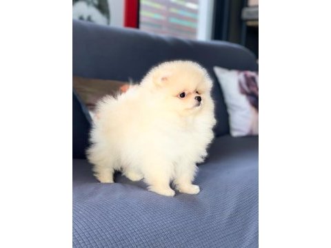 Irk özellikleri ile karakterize gerçek teddybear bebekler