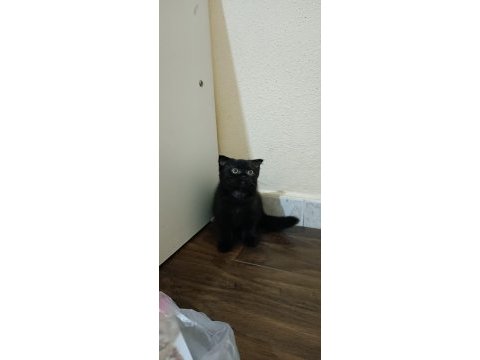 Anne ve 2 yavru british shorthair