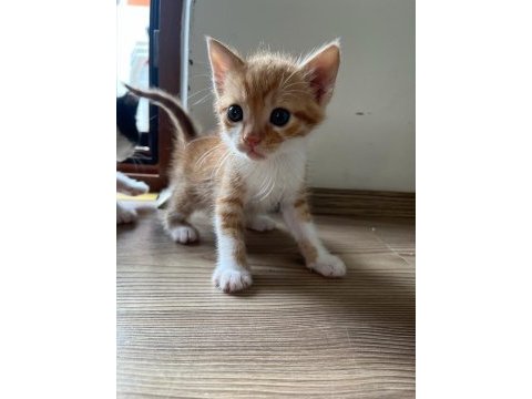 Ücretsiz yavru kediler sahiplendirme