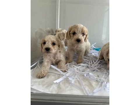 Maltipoo yavrularımız