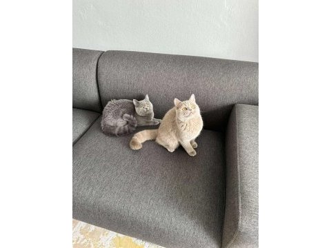 9 aylık british shorthair yavrular