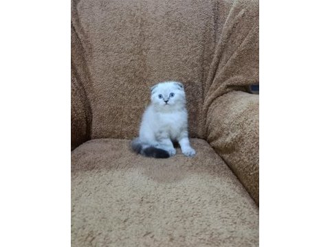 Scottish fold shorthair lynx point oğlumuz