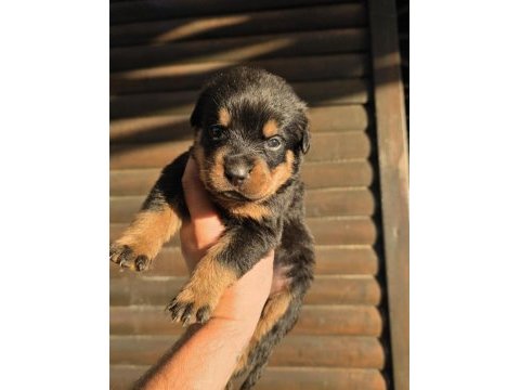 Premium rottweiler yavruları