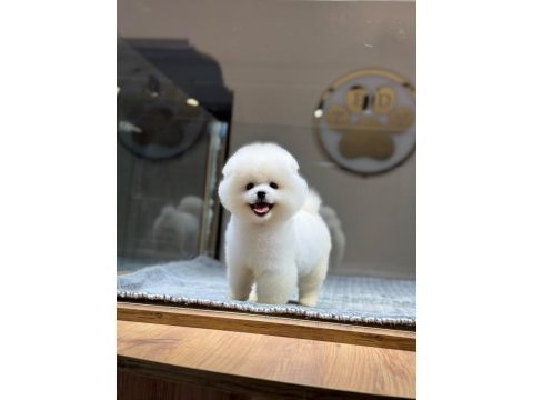 Dişi ve erkek teacup boy pomeranian teddy bear yavrularım
