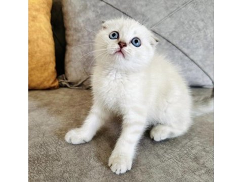 Show kalite scottish fold yavrularım