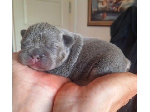 Fluffy ve isabella taşıyıcı exotic french bulldog yavrular